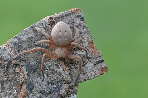 Réf. 302 918 : Olios argelasius